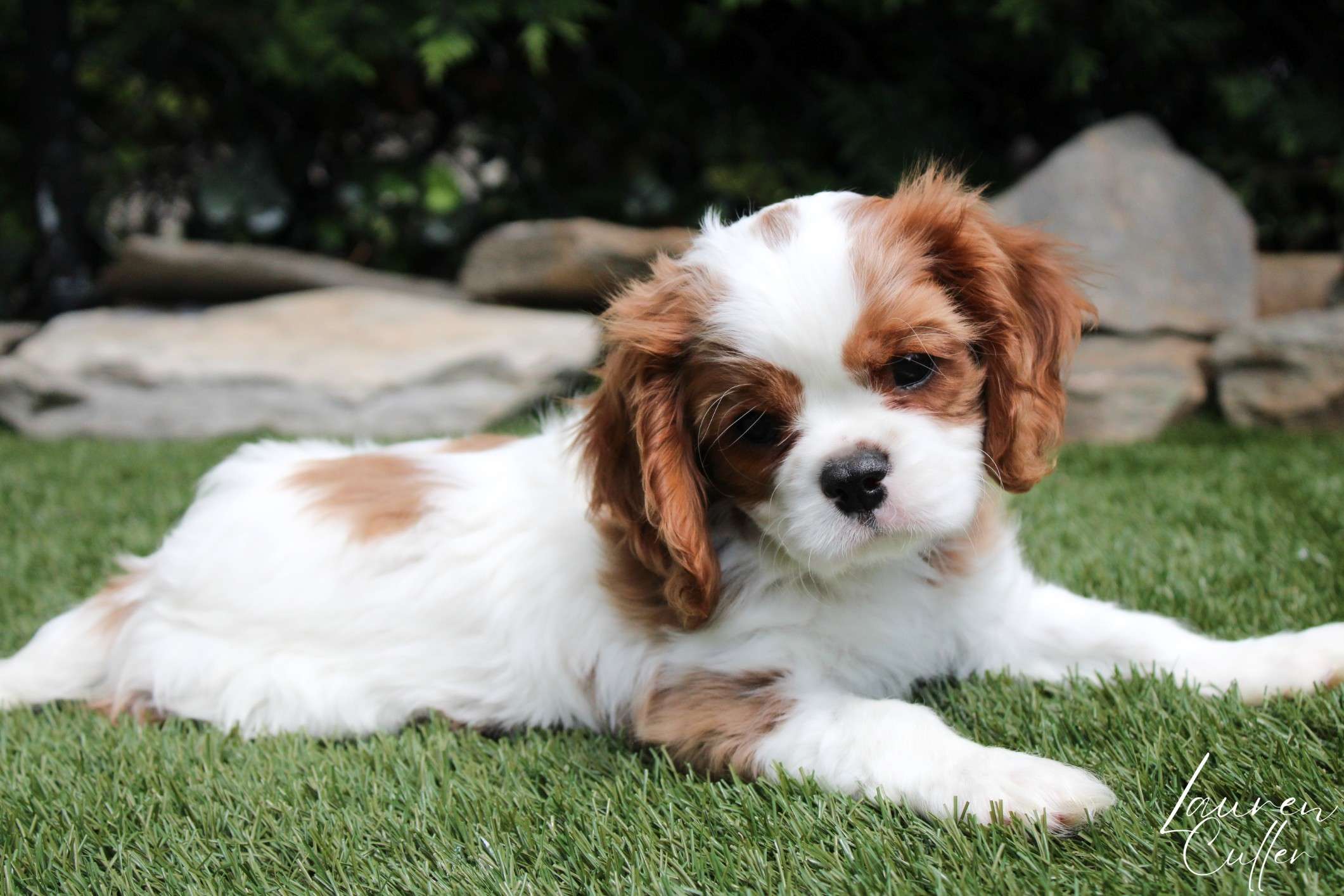 Cavapoo Puppies-Patriotic Litter