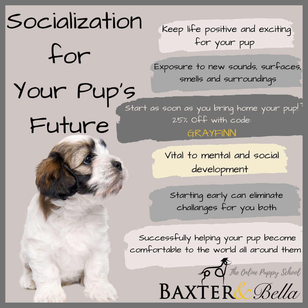 Training and Socialization