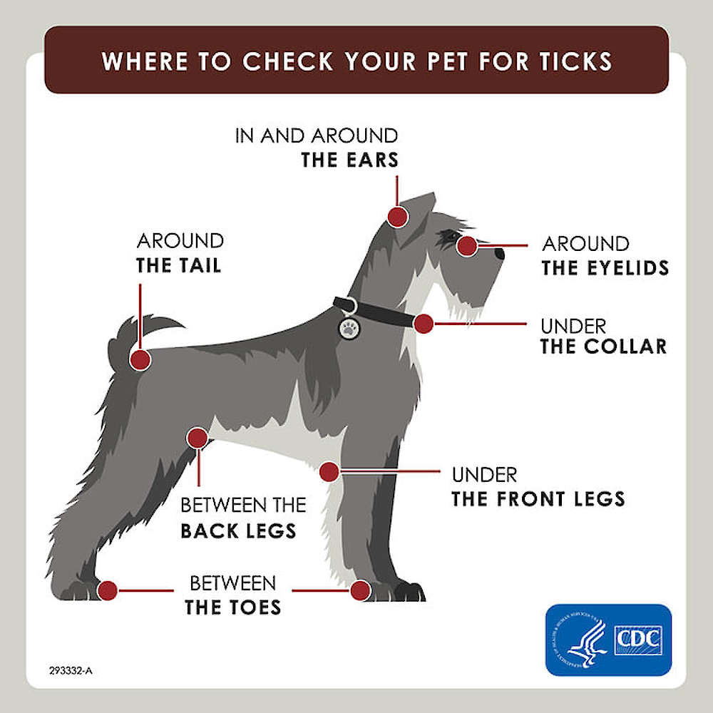 Make sure to check your for ticks!