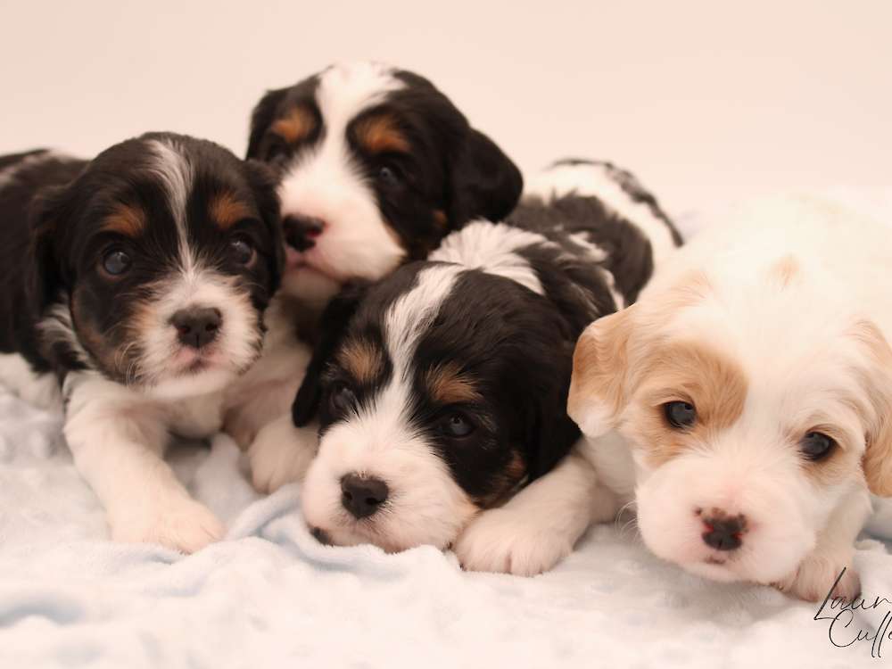 Cavapoos - Charlie Brown Litter