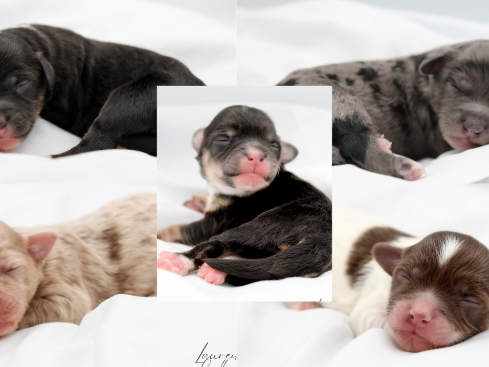 Harry Potter Litter - Havapoos