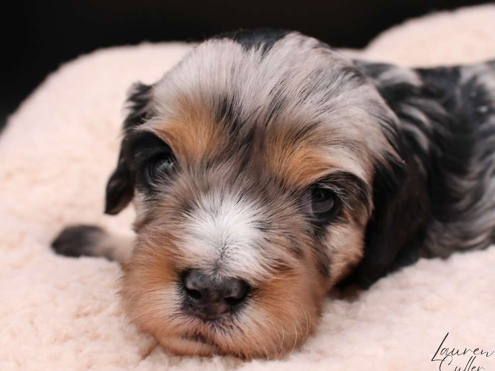 Cavapoo Puppies (Space Litter)