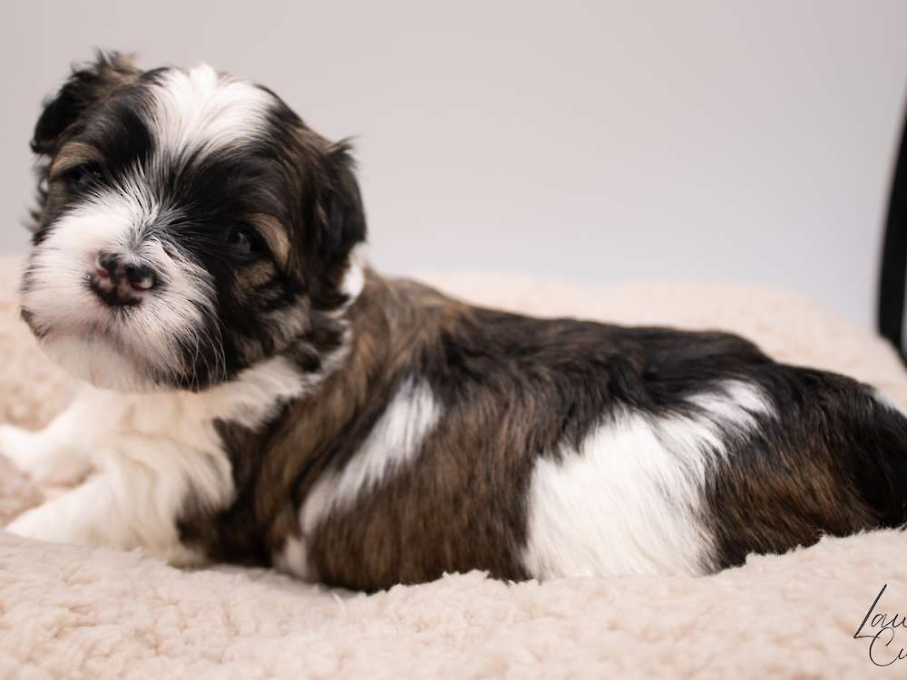 Havanese Puppies (Frozen Litter)